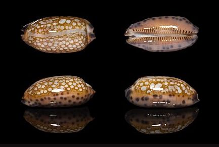 href="#" data-lemmaid="417529">软体动物 /a>,是网目宝螺的亚种