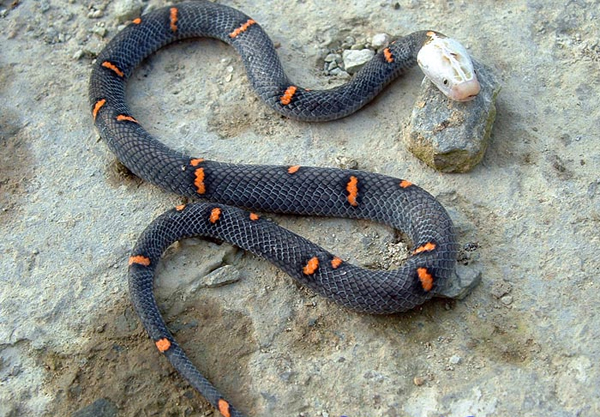 又名白头蛇,为 a target="_blank" href="/item/蝰科/5594239" data