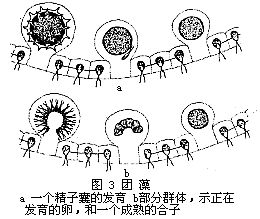 团藻属
