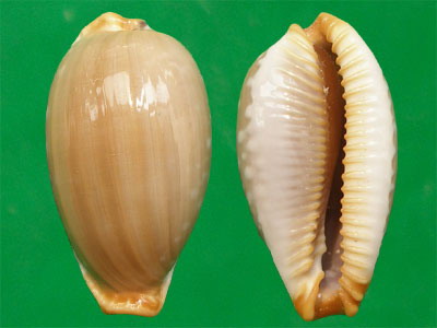  p>厚皮宝螺(学名:staphylaea limacina interstincta )是腹足纲宝螺