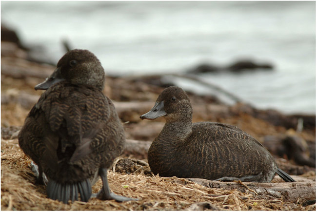 blue-billed duck