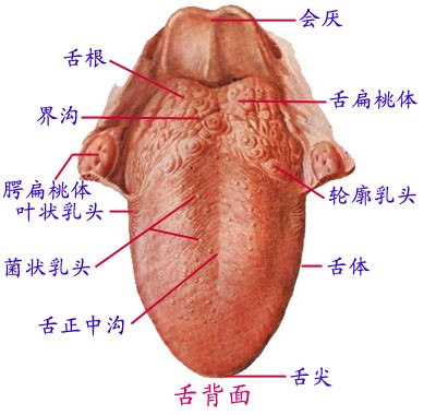 舌头