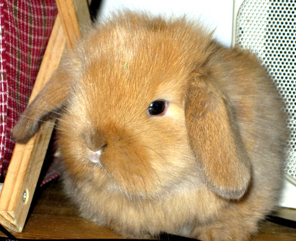 荷兰兔脸部有v字形的白色区块,延伸至下颔部位