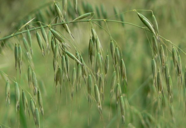 data-lemmaid="2565785">植物细胞壁 /a>的主要组成成分,包括纤维素, 