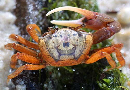 atlantic sand fiddler crab
