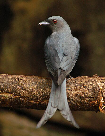  p>灰卷尾(学名: i>dicrurus leucophaeus /i>)为雀形目卷尾科的 a