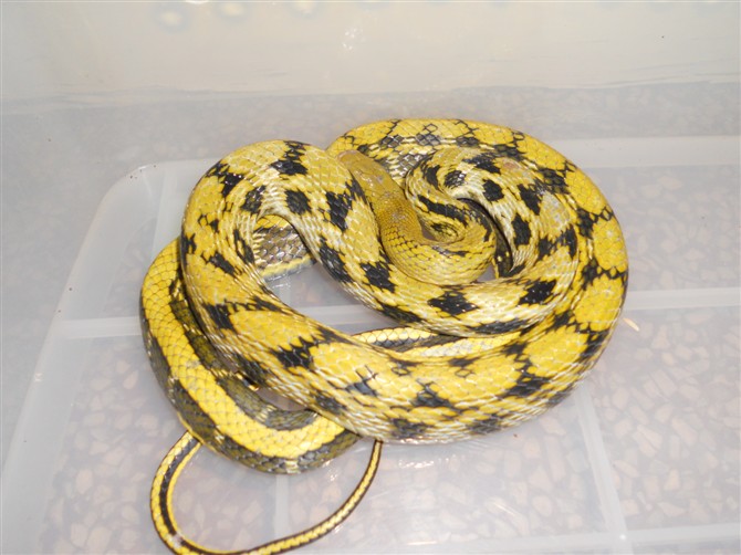 黑眉锦蛇云南亚种