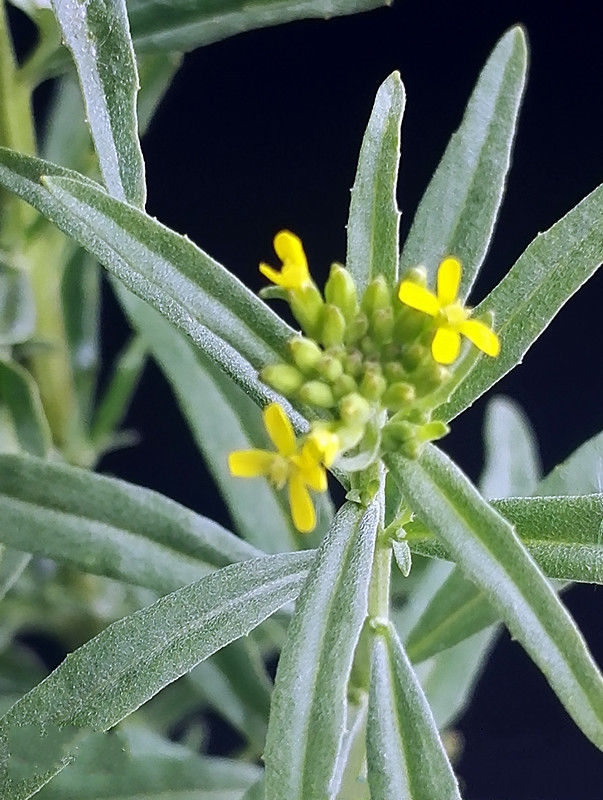 是十字花科,糖芥属一年生 a href="#" data-lemmaid="541696">草本 