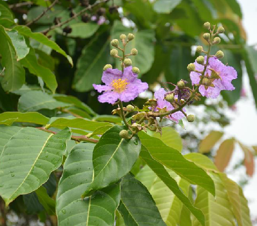  p data-id="gnawwc7vga">大叶紫薇,中药名.