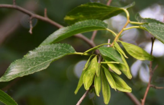 平平无奇的树皮，却是植物“黄金”杜仲_百科TA说