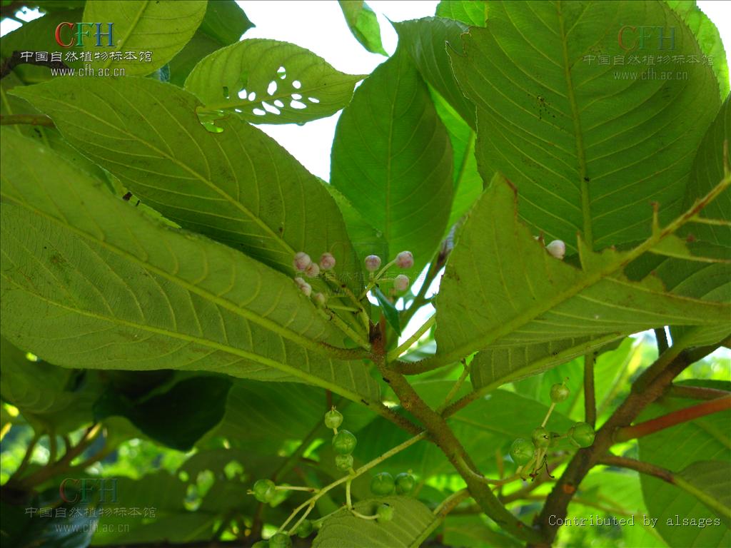  p>五桠果属,约60种,分布于亚洲热带地区,少数到达印度洋西部的