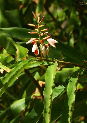  p>绿苞山姜(学名: i>alpinia bracteata /i> roxb)是姜科,山姜属
