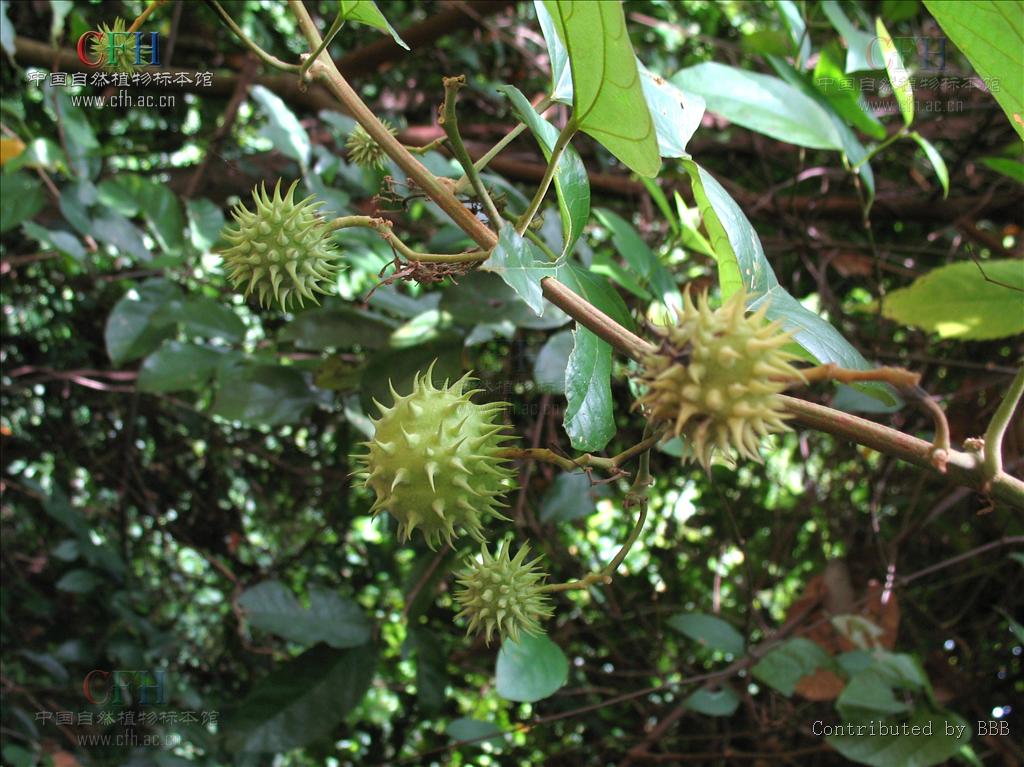  p>刺果藤属,学名byttneria loefl.