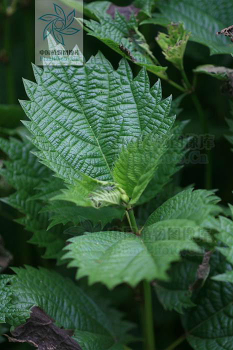  p>荨麻(学名: i>urtica fissa /i> e. pritz.