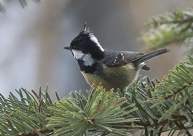  p>煤山雀(学名: i>periparus ater /i>):是鸟纲,山雀科的 a href="#"