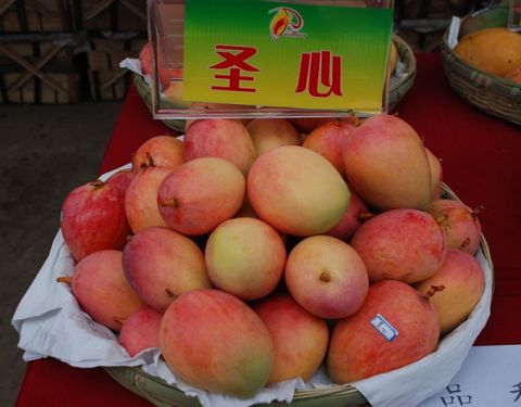  p data-id="gnwfxyllnd">圣心芒是漆树科芒果属植物. /p>