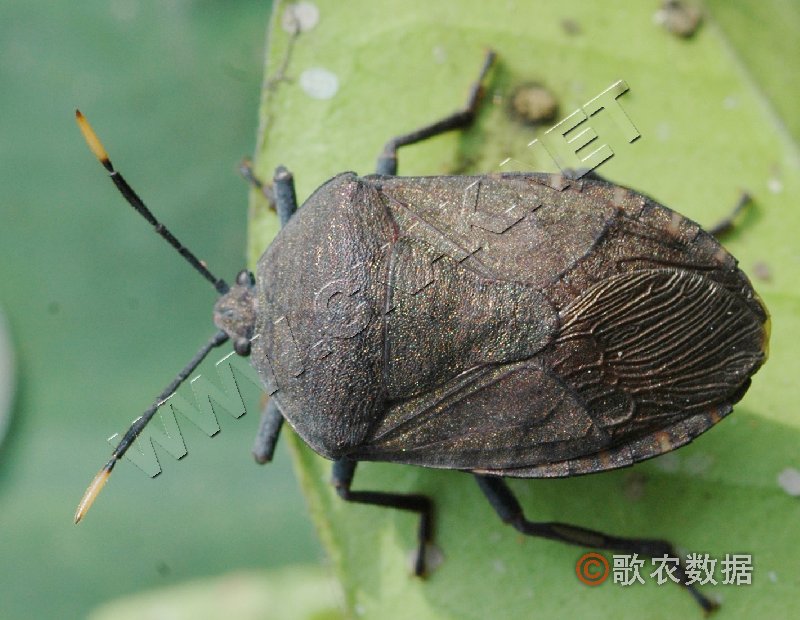  p>"兜虫",名字源于日本,日本人认为这类甲虫的头