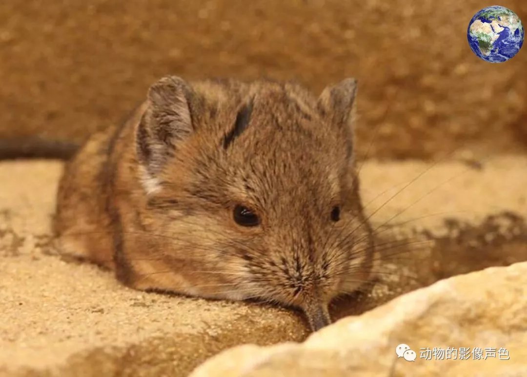 老鼠的身体大象一样的 鼻子 这种动物的名字叫象鼩 百科ta说
