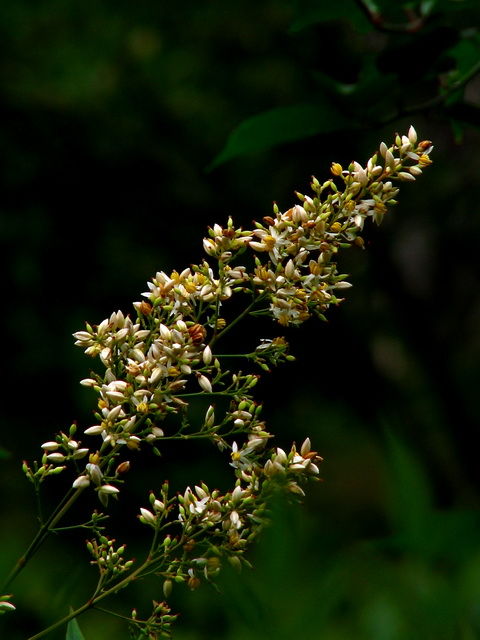  p data-id="gnwl72jctq">竹花,即多年生 a ta