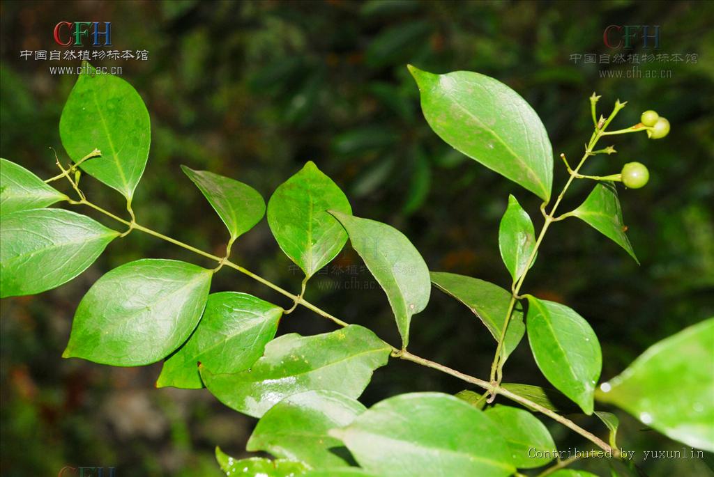  p> a href="#" data-lemmaid="6201101">亮叶素馨 /a>(学名:jasminum