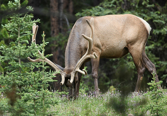  p>加拿大马鹿(学名: i>cervus canadensis canadens
