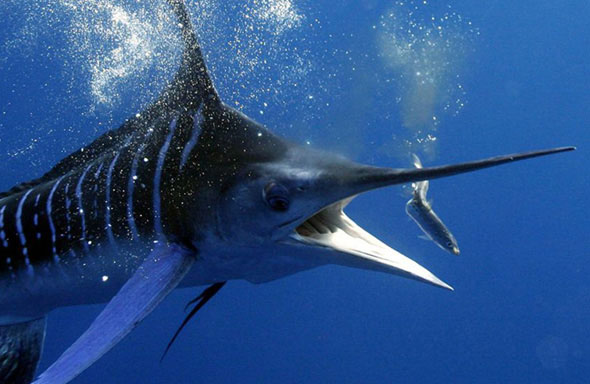  p>条纹四鳍旗鱼 i>, /i>学名: i>tetrapturus audax /i> (philippi