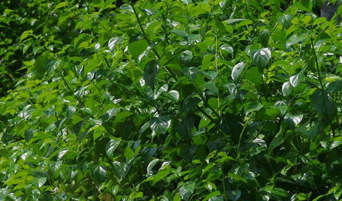  p>蛇藤属(拉丁学名:)直立或藤状灌木;叶互生,有齿,花小,两性,辐射