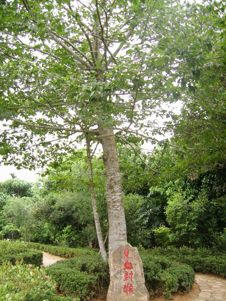  p>毒木之王——箭毒木,生长在 a href="#"> /a>海拔1000米以下的常绿