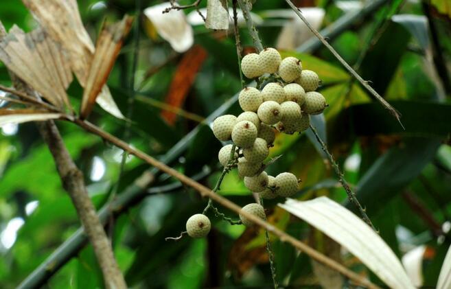 calamus henryanus becc.