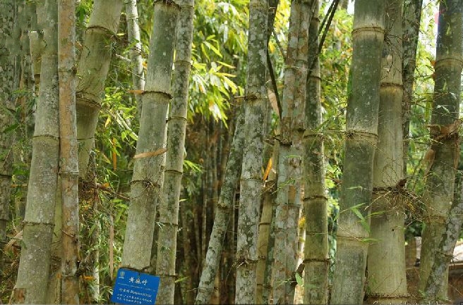 长宁库-黄麻竹群体