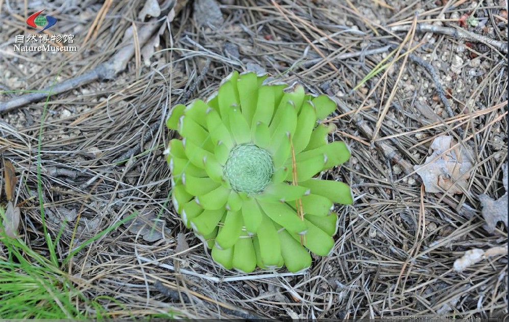  p>黄花瓦松〔学名: i>orostachys /i>  i>spinosa /i> (l.