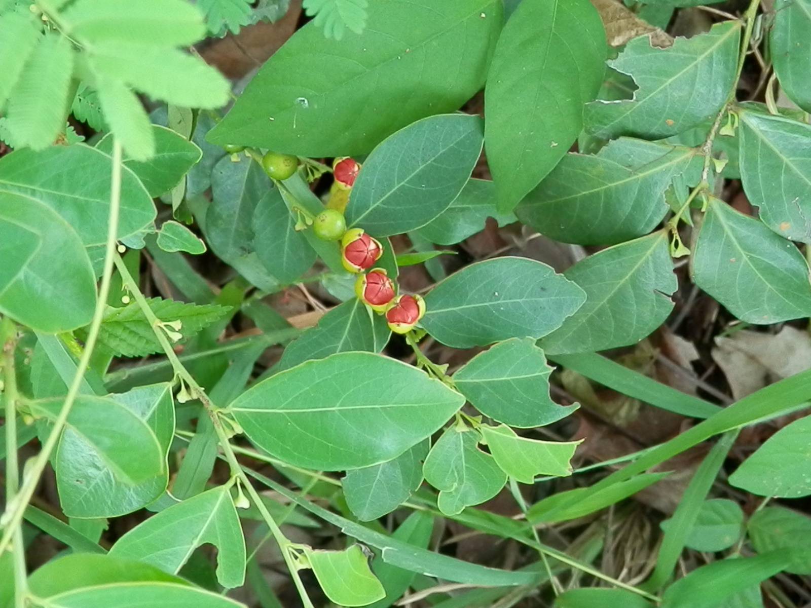 hook. f.)是叶下珠科黑面神属植物.