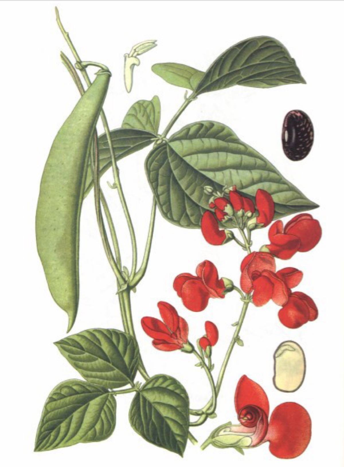 是豆科菜豆属植物,多年生缠绕草本.