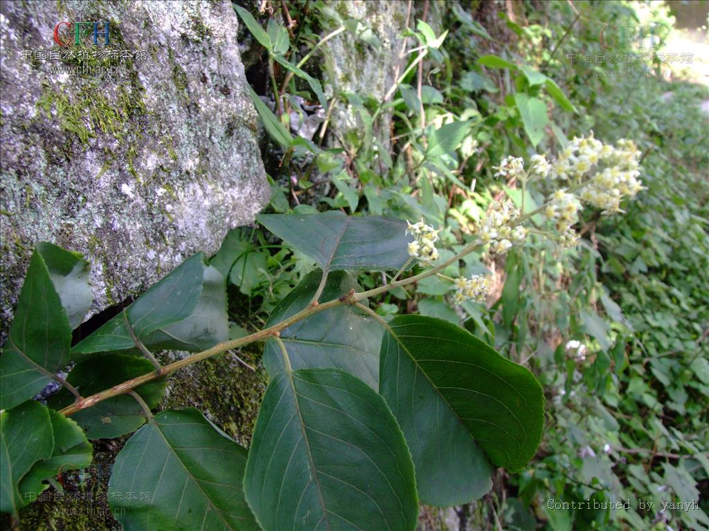  p>雷公藤属产自东亚,我国西南,中南,华东至东北都有分布,其中有的作