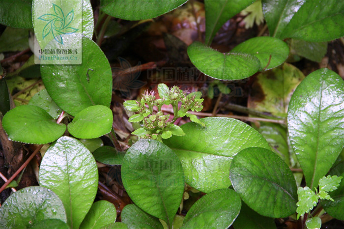  p>大叶金腰,虎耳草科金腰属植物. /p>