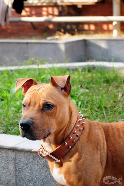  p>比特犬(英文名:american pit bull terrier),比特犬也称美国比特犬