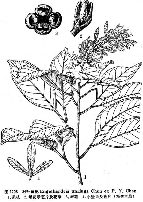 对叶榕组_百度百科