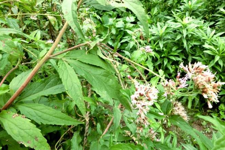  p>佩兰(学名: i>eupatorium fortunei /i> turcz.
