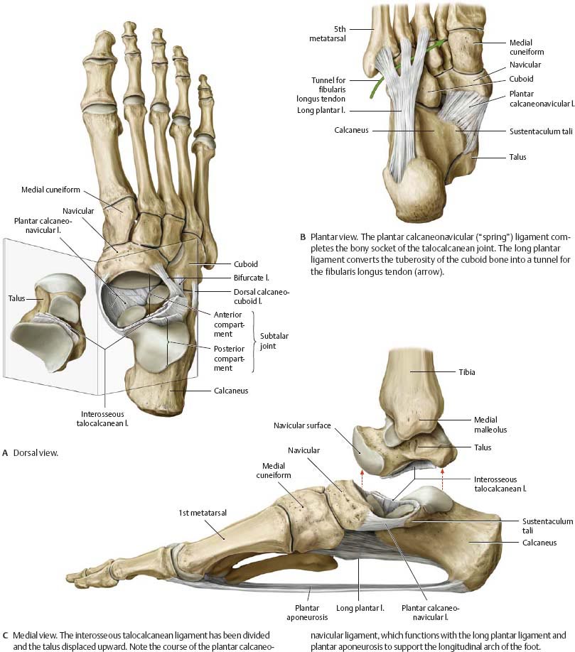 距跟舟关节,关节头为距骨头,关节窝由舟骨后方的距骨关节面,跟骨