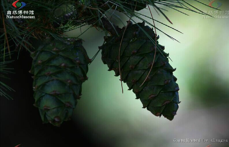  p>台湾果松 i>(学名:pinus armandi ) /i>是松柏目, a target="