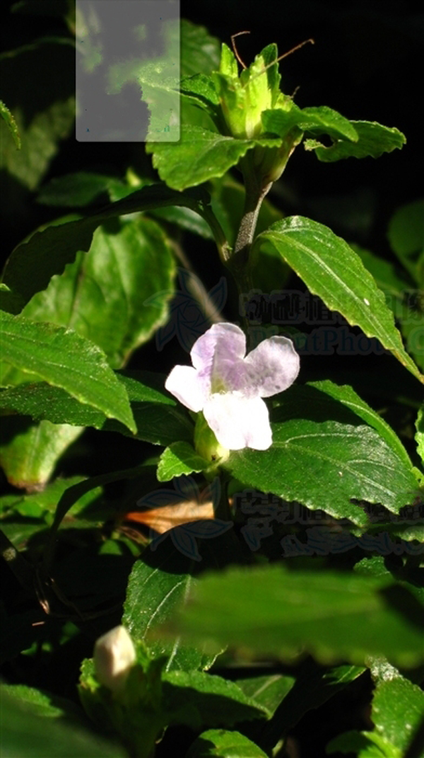  p>日本黄猄草是爵床科黄猄草属的一种植物.