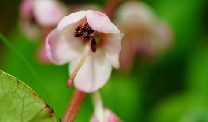  p>红花鹿蹄草(学名:pyrola incarnata fisch. ex dc.