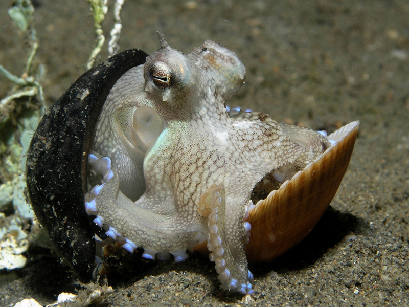  p>条纹蛸(学名: i>octopus striolatus /i>): a href="#" data-lemma