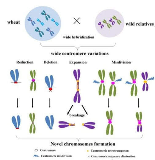 双着丝粒染色体