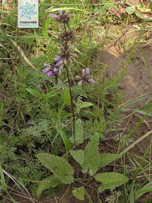  p>块根糙苏(学名:phlomis tuberosa l.