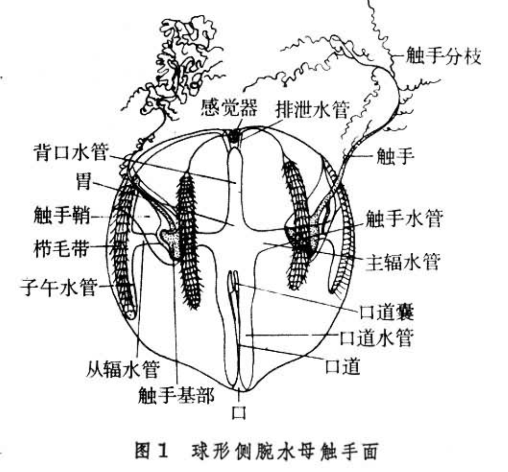  p data-id="gnviidygj5">侧腕水母的外形同水母相似,但并非属于 a
