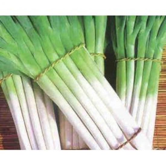 href/item/葱属>葱属/a>多年生草本植物,又叫:扁葱,扁叶葱,洋蒜苗