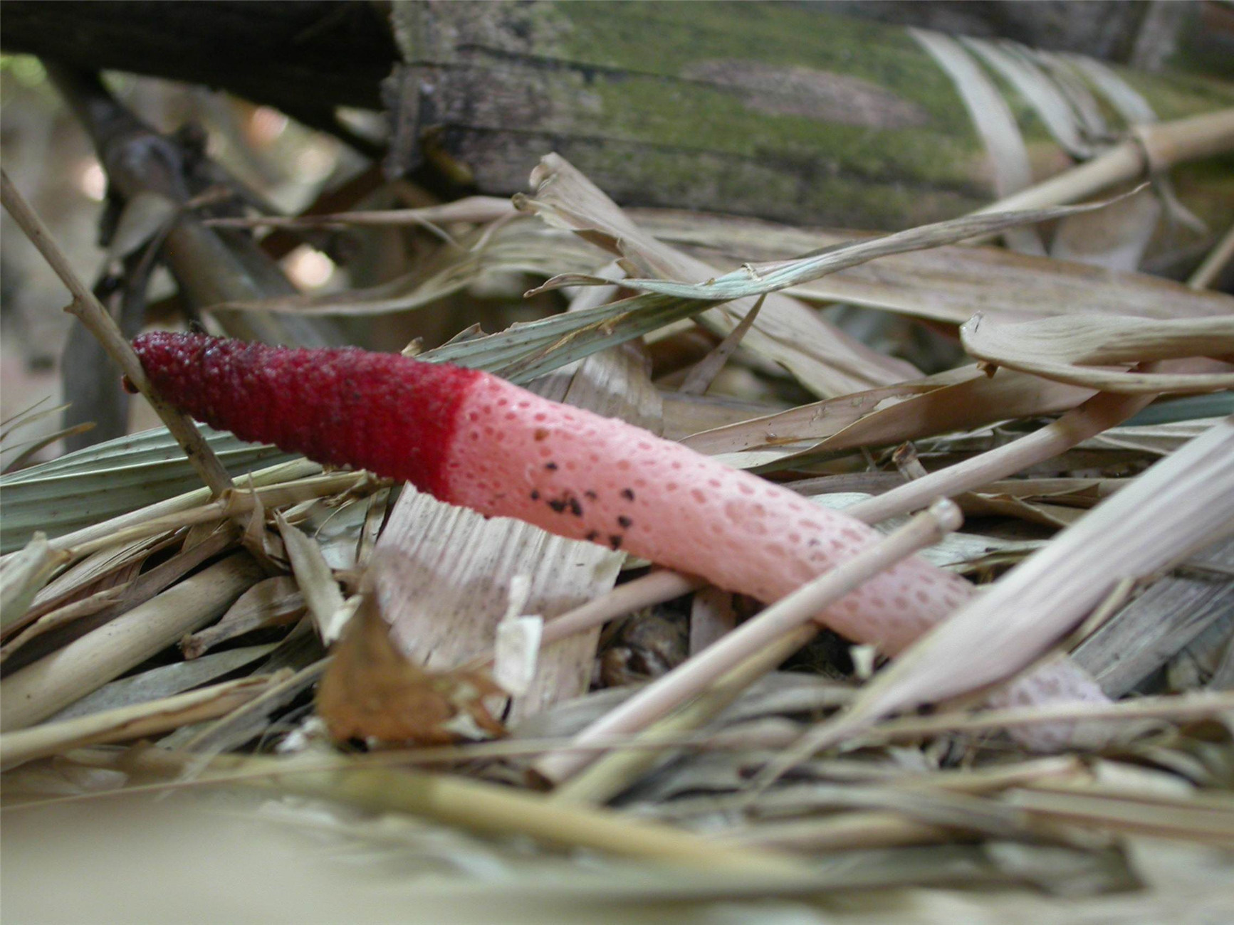  p>蛇头菌学名为"mutinus caninus",可以称得上是最丑陋的菌类.