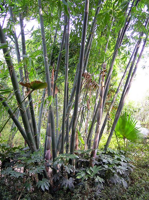  b>shouzhu /b> yi)是禾本科,刚竹属桂竹的变种,竿高可达20米,幼竿