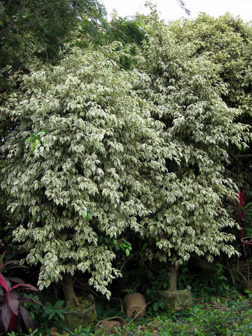 喜光,耐半阴,喜高温多湿,冬季需温暖多湿处越冬.